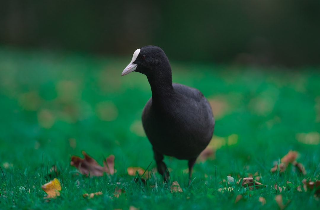 black bird on green grass during daytime
