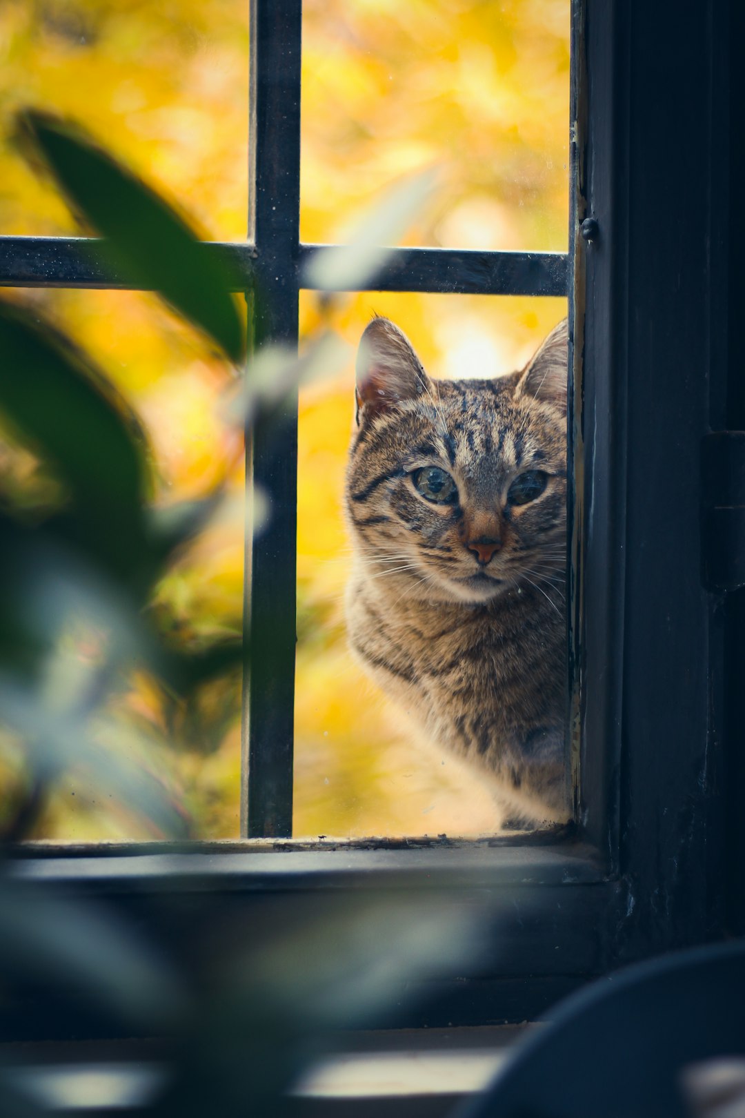 brown tabby cat on window