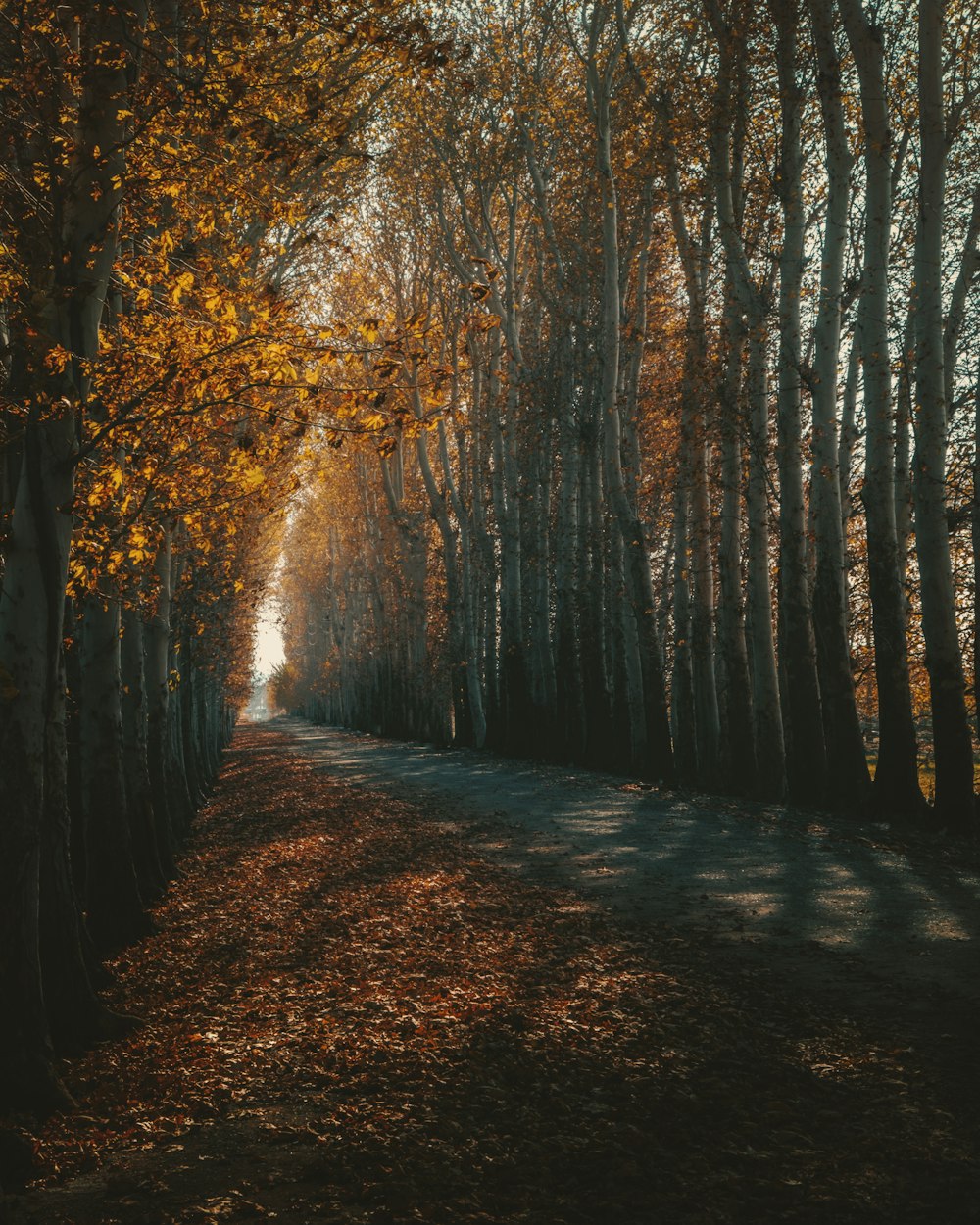 sentiero marrone tra gli alberi durante il giorno