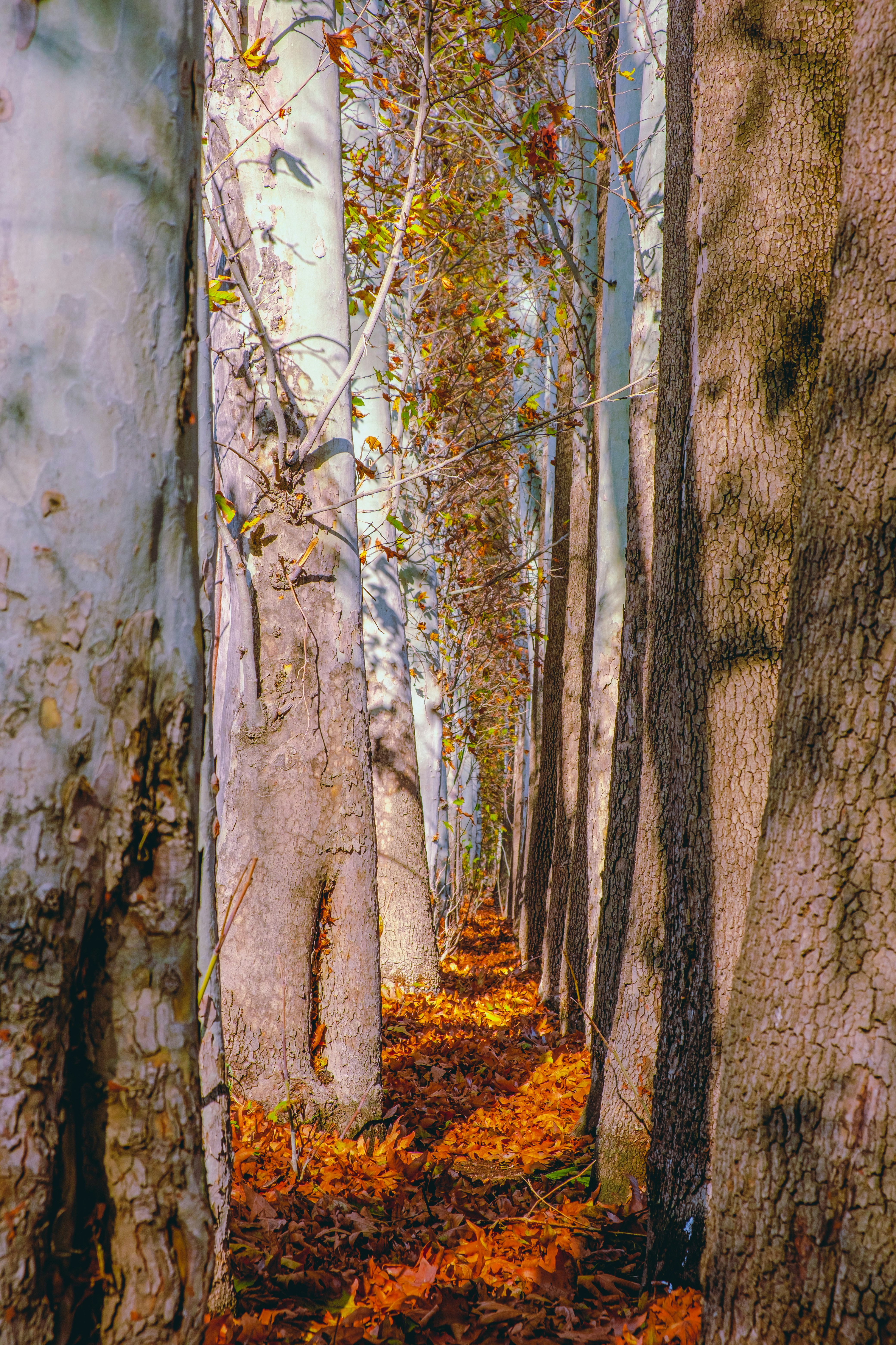 Photo by sajadnori
