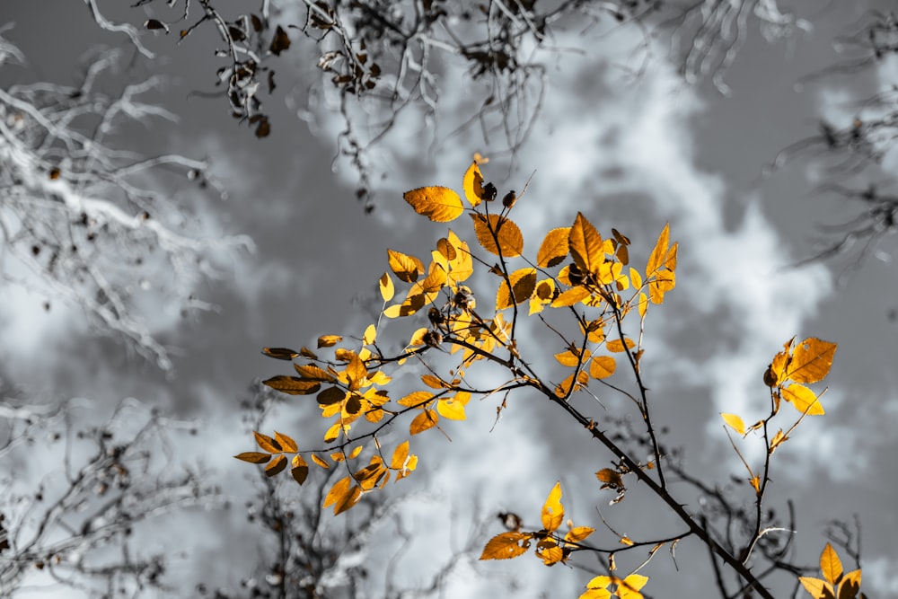yellow leaves on tree branch under cloudy sky