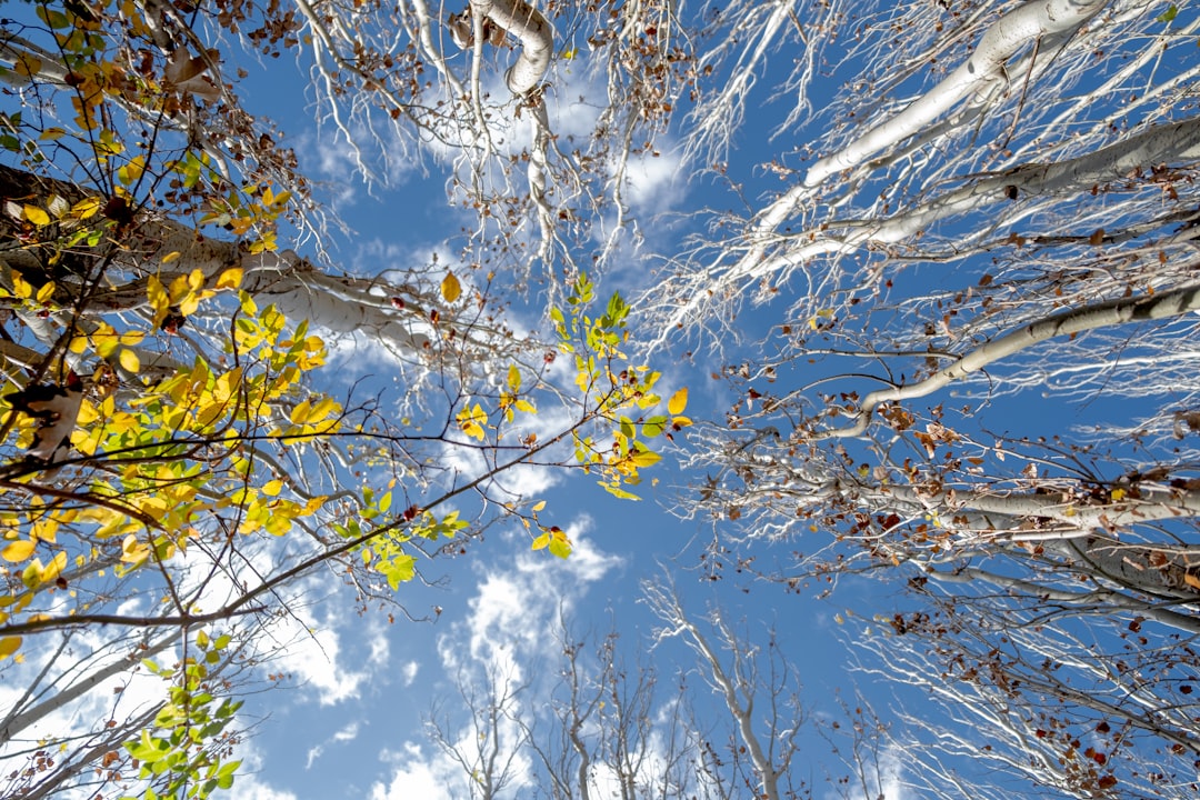 yellow leaves on tree branch during daytime