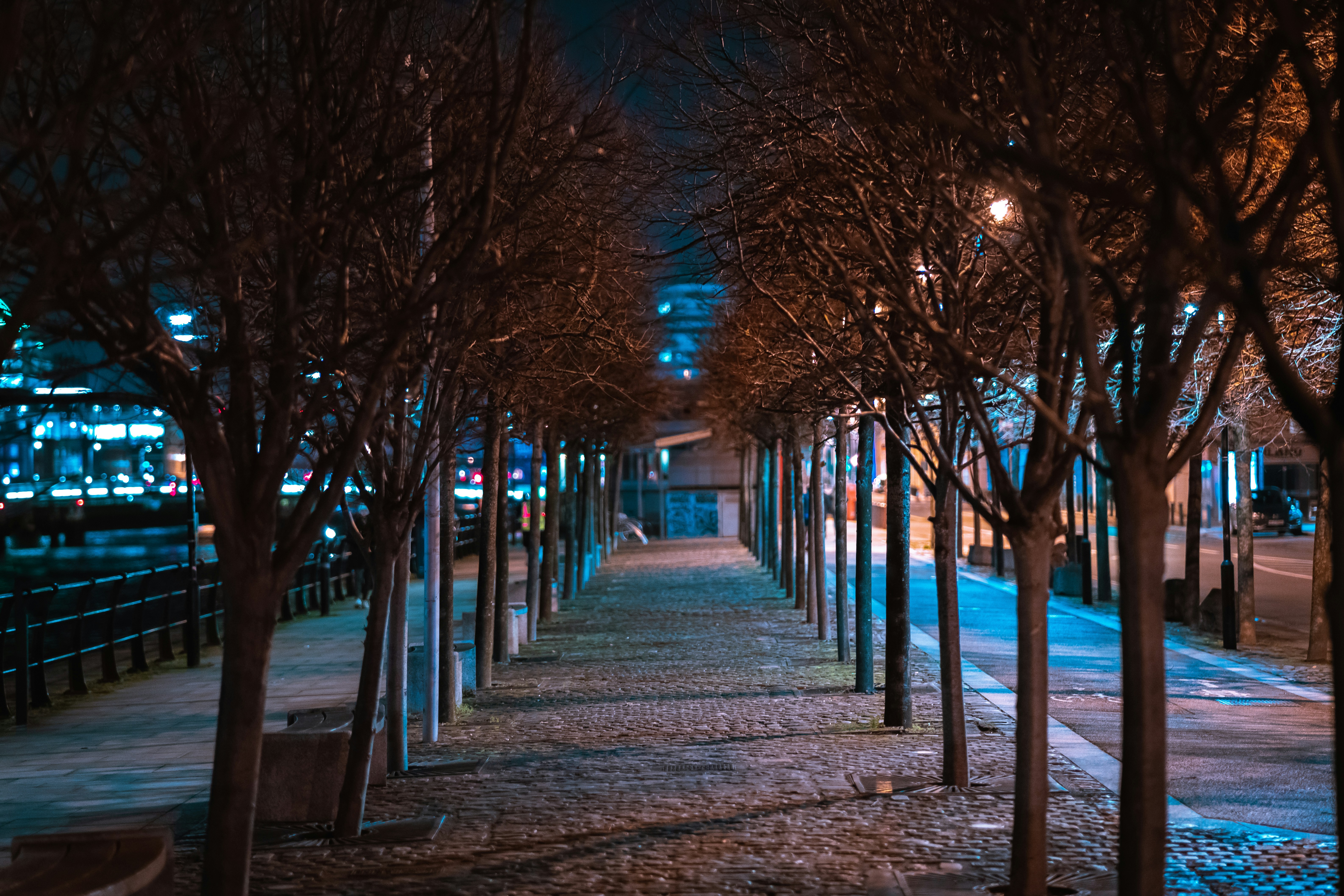brown wooden pathway between bare trees during night time