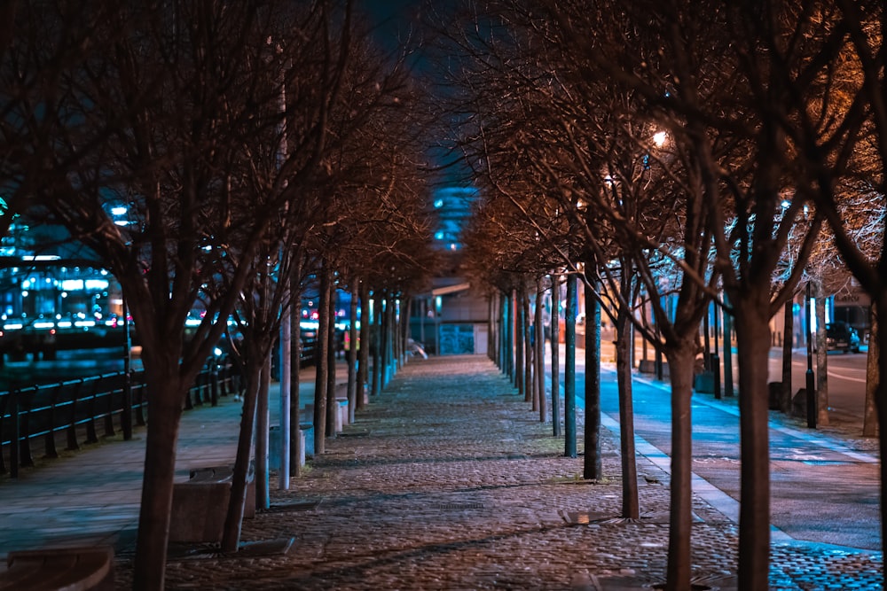 brown wooden pathway between bare trees during night time