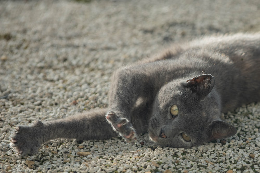 black cat lying on ground