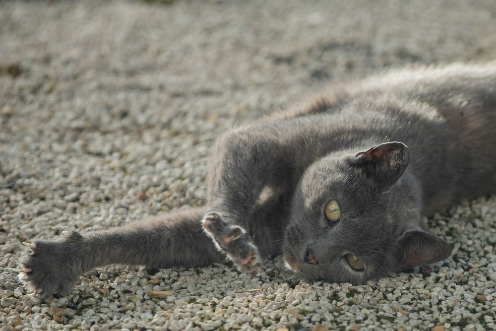 Schwarze Katze liegt auf dem Boden