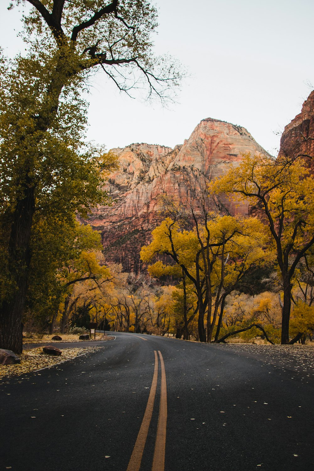 green trees near brown rock mountain during daytime