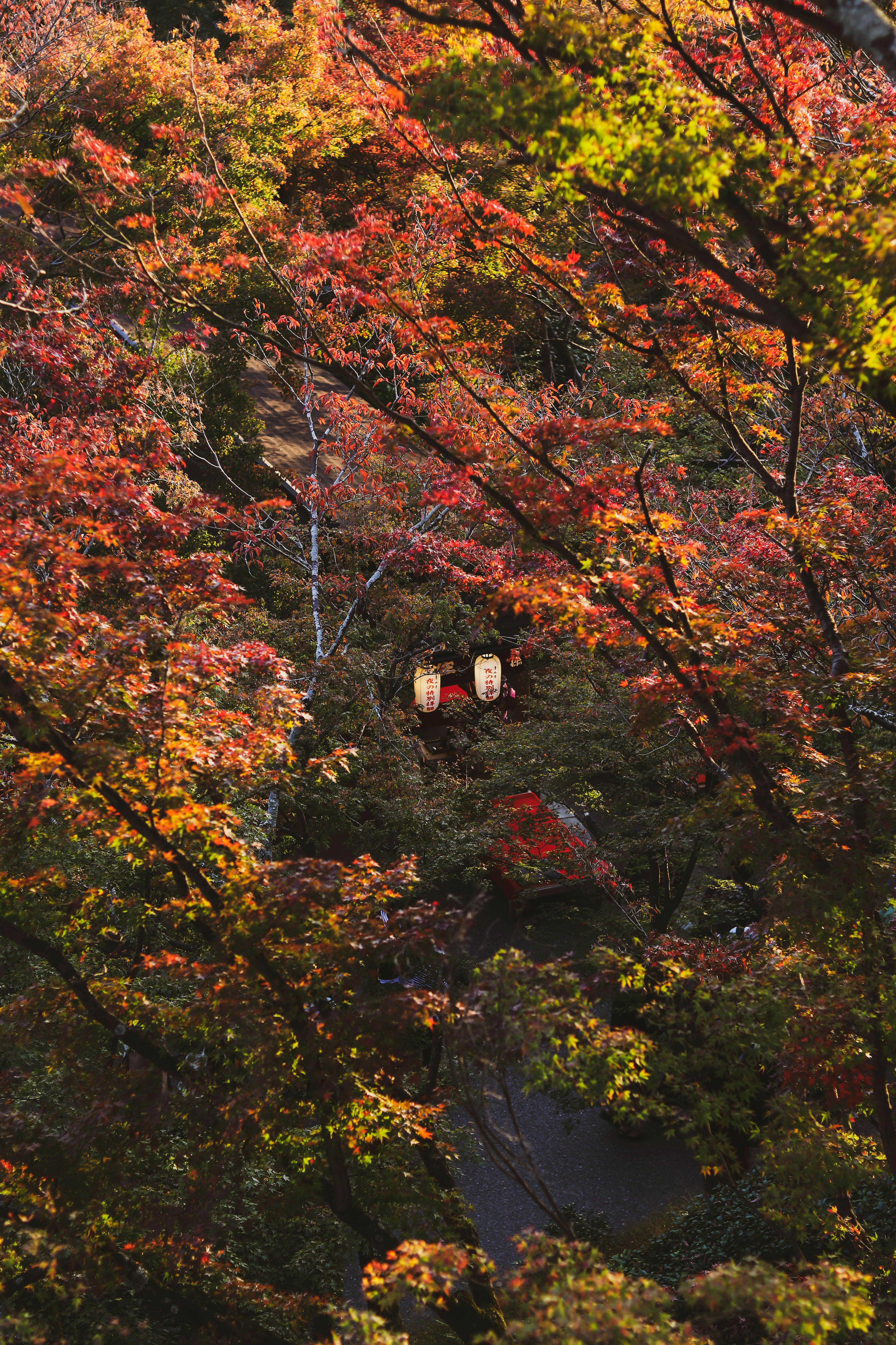 Glamping tent in autumn forest of Japan