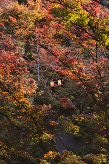 A serene shot of a Muslim family enjoying halal street food under vibrant autumn foliage in Japan.