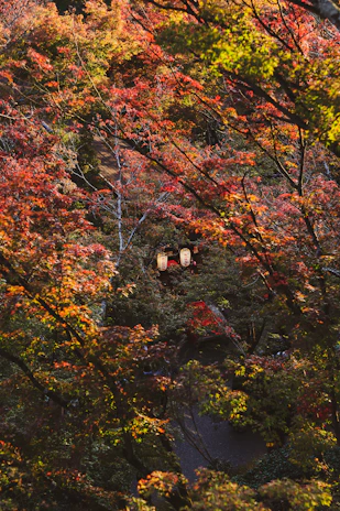 A serene shot of a Muslim family enjoying halal street food under vibrant autumn foliage in Japan.