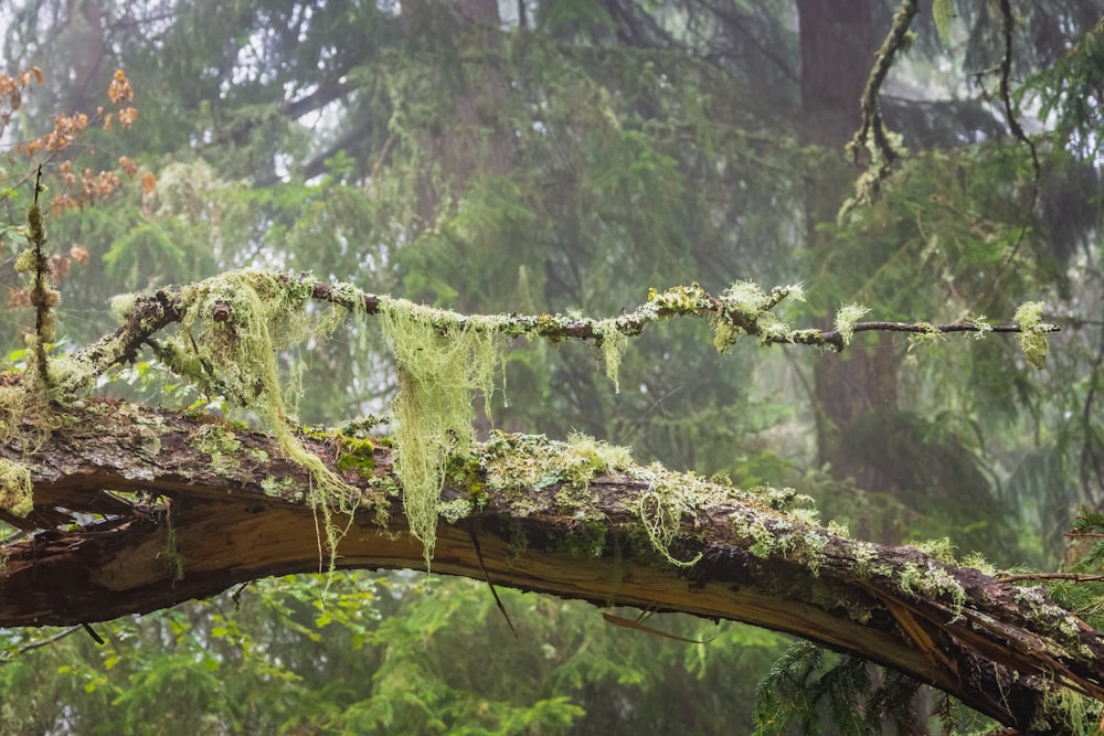 green moss on brown tree branch