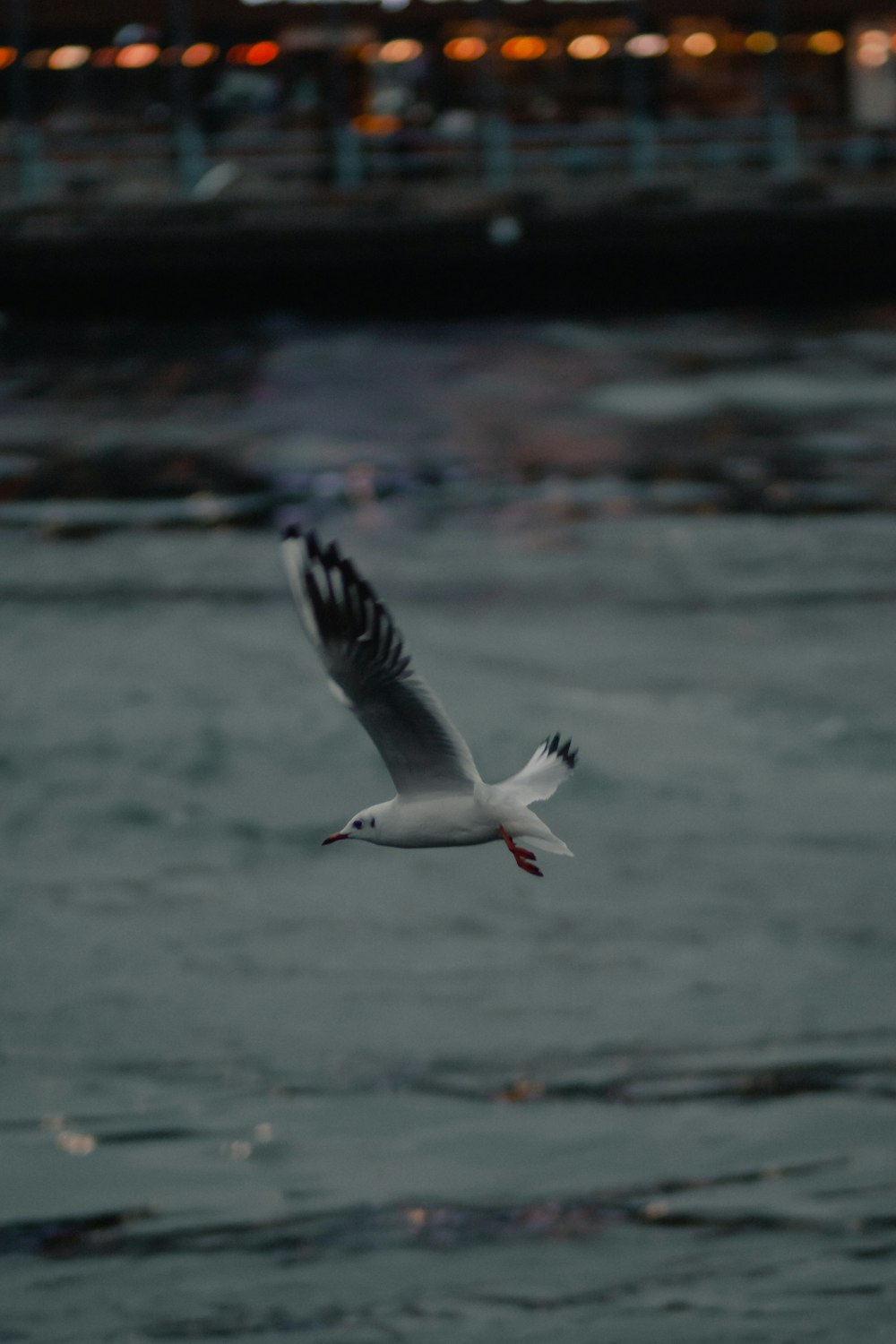 pássaro branco e preto voando sobre o mar durante o dia