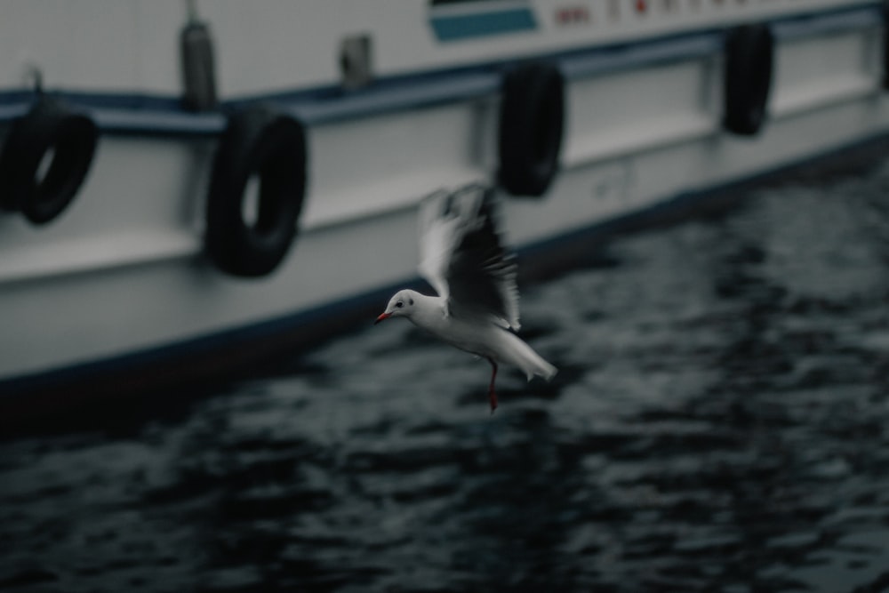 pássaro branco no barco azul e branco durante o dia