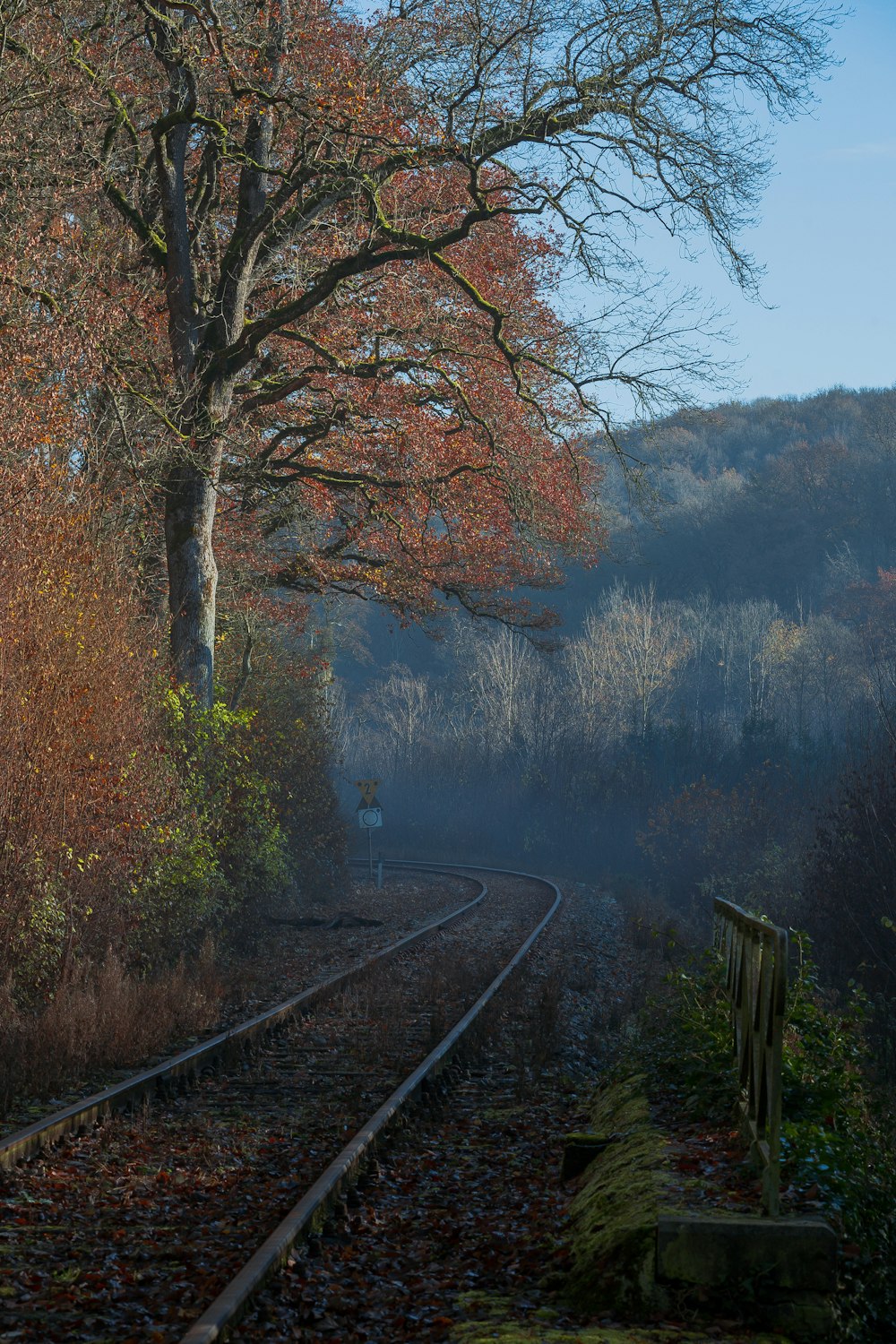 train rail between trees during daytime