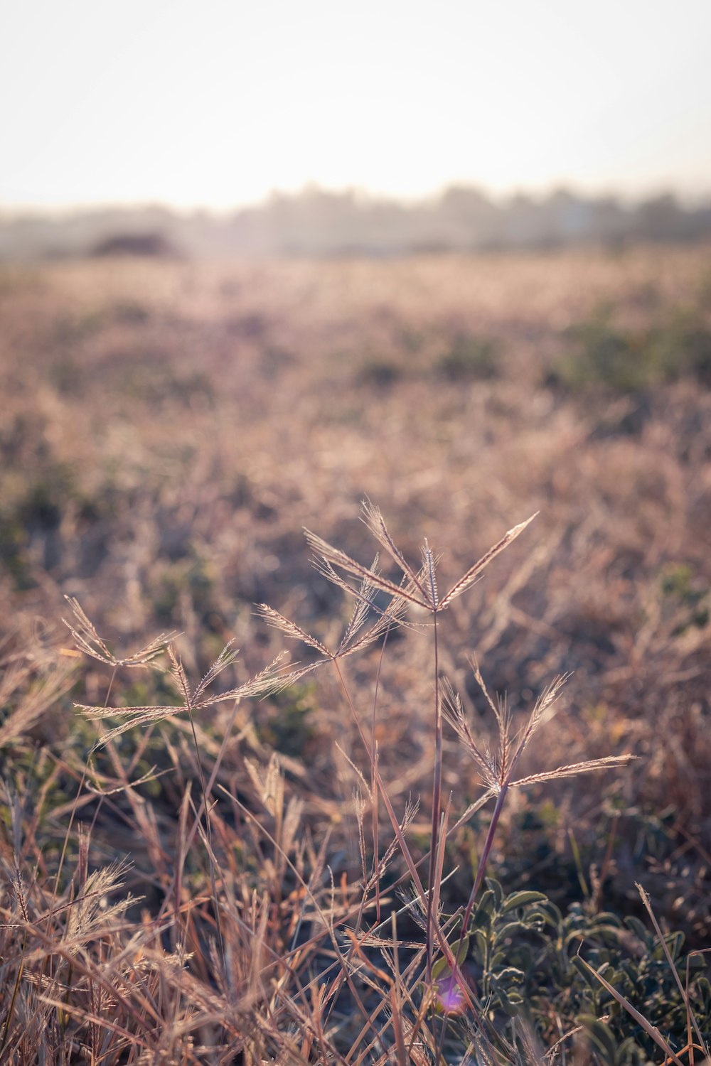 brown grass field during daytime