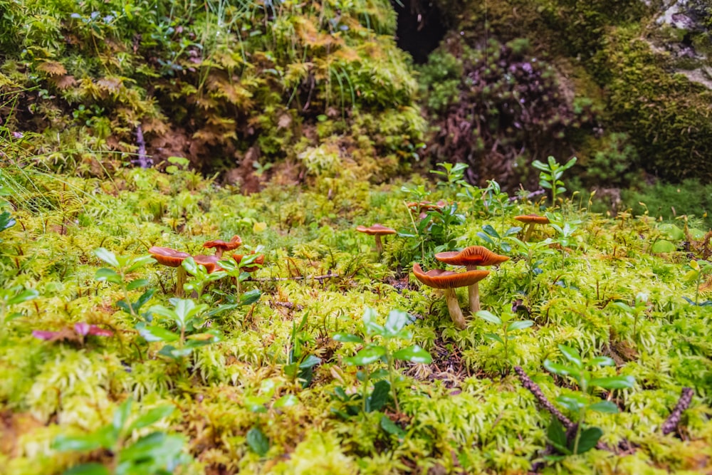 brauner Pilz auf grünem Gras tagsüber