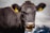 black cow in close up photography