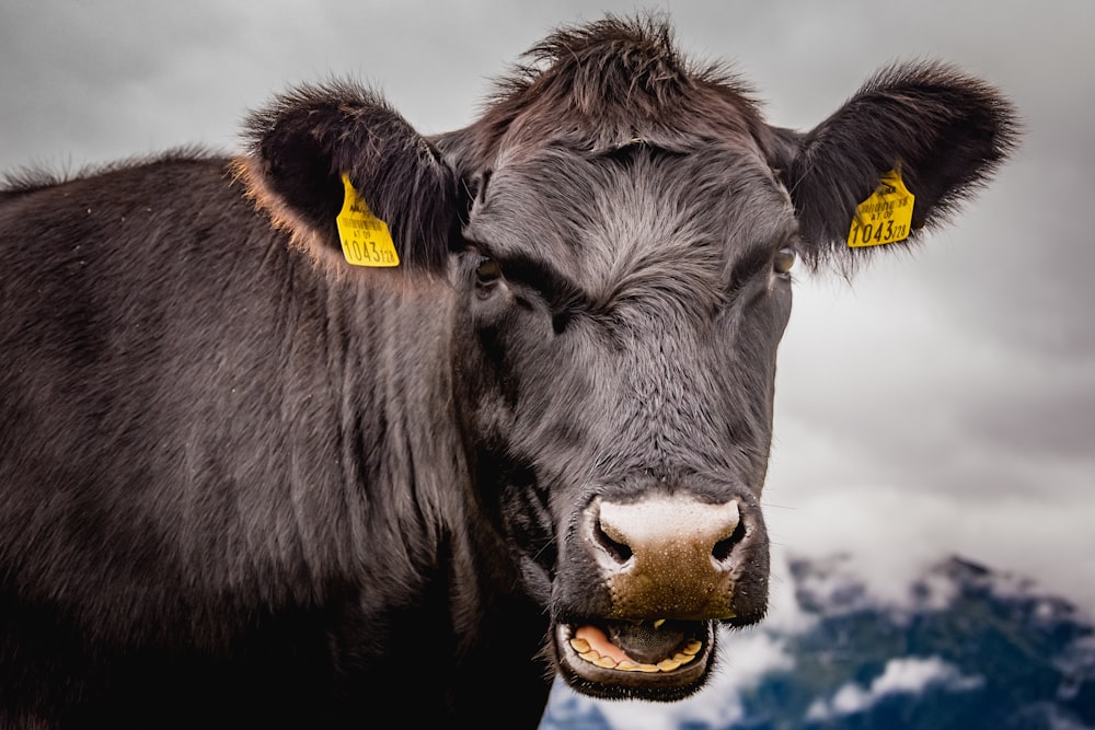 black cow in close up photography