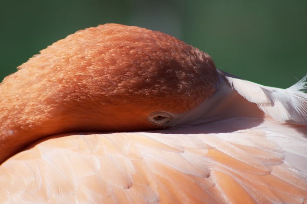 orange and white bird on body of water
