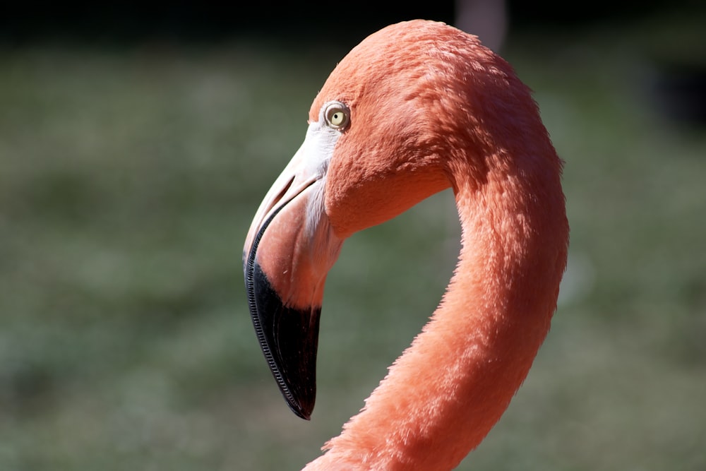 pink flamingo in close up photography