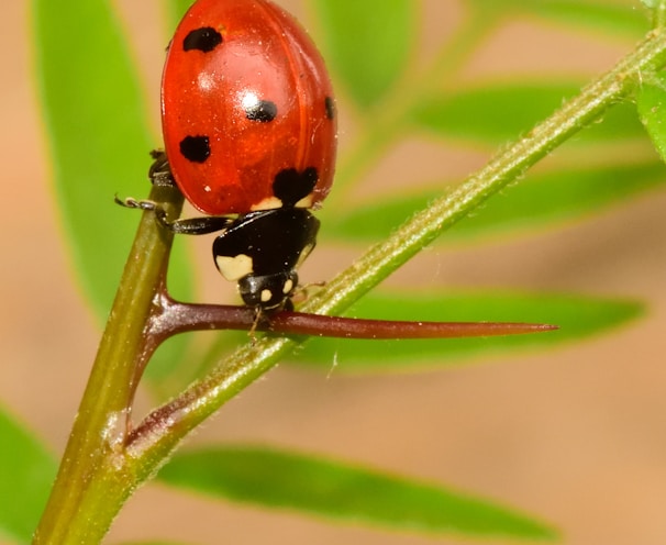 red ladybug perched on green leaf in close up photography during daytime