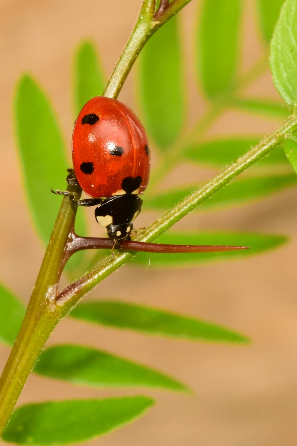 낮 동안 클로즈업 촬영에서 녹색 잎에 앉은 붉은 무당벌레