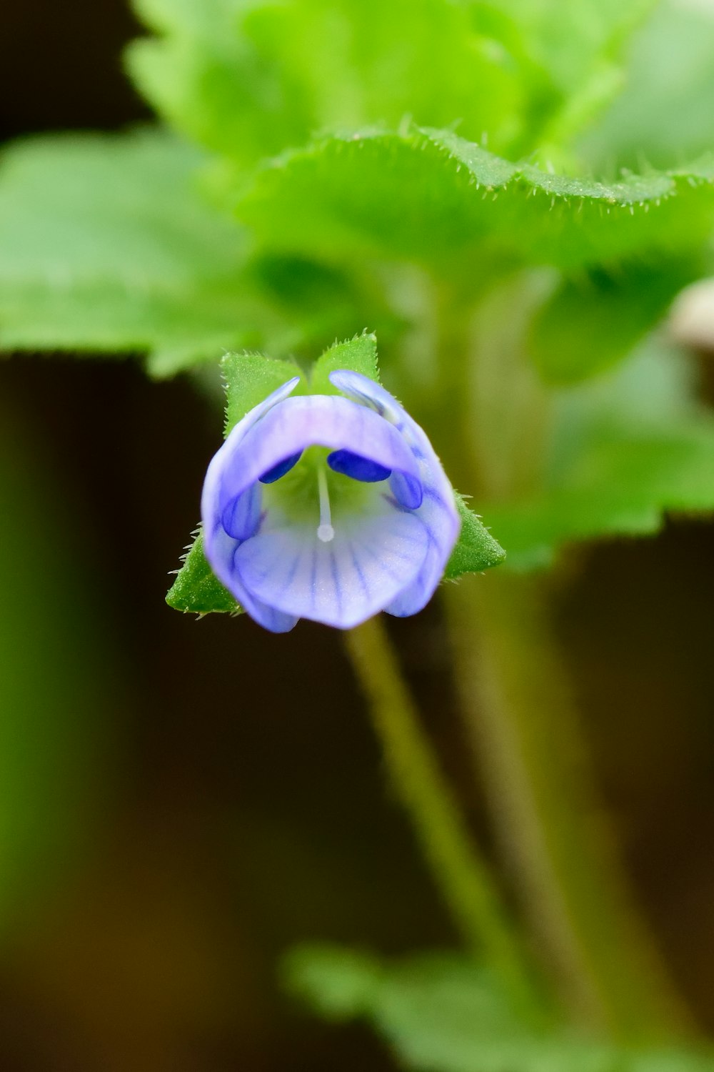 purple flower bud in macro photography