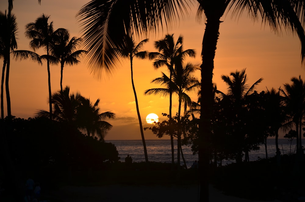 silhueta de coqueiros durante o pôr do sol