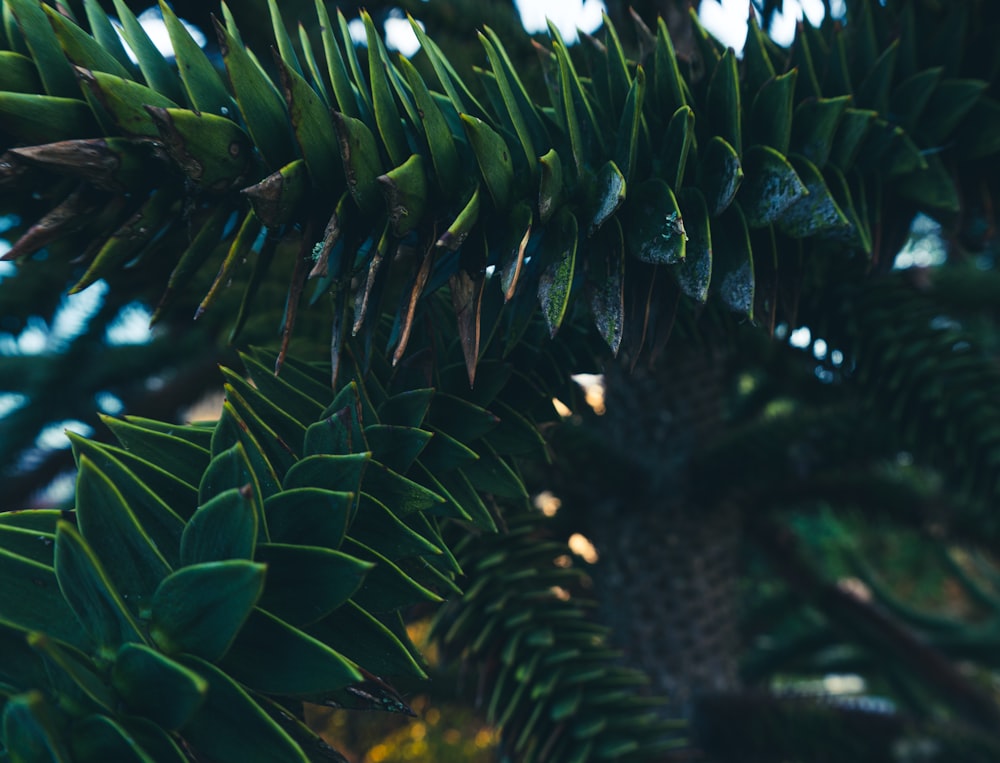 Planta de helecho verde en fotografía de primer plano