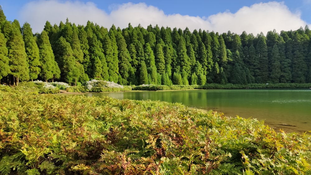 green trees beside river under blue sky during daytime