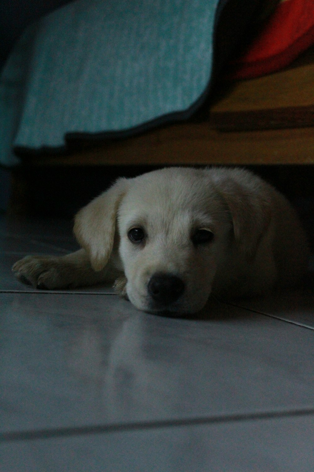 yellow labrador retriever puppy lying on floor