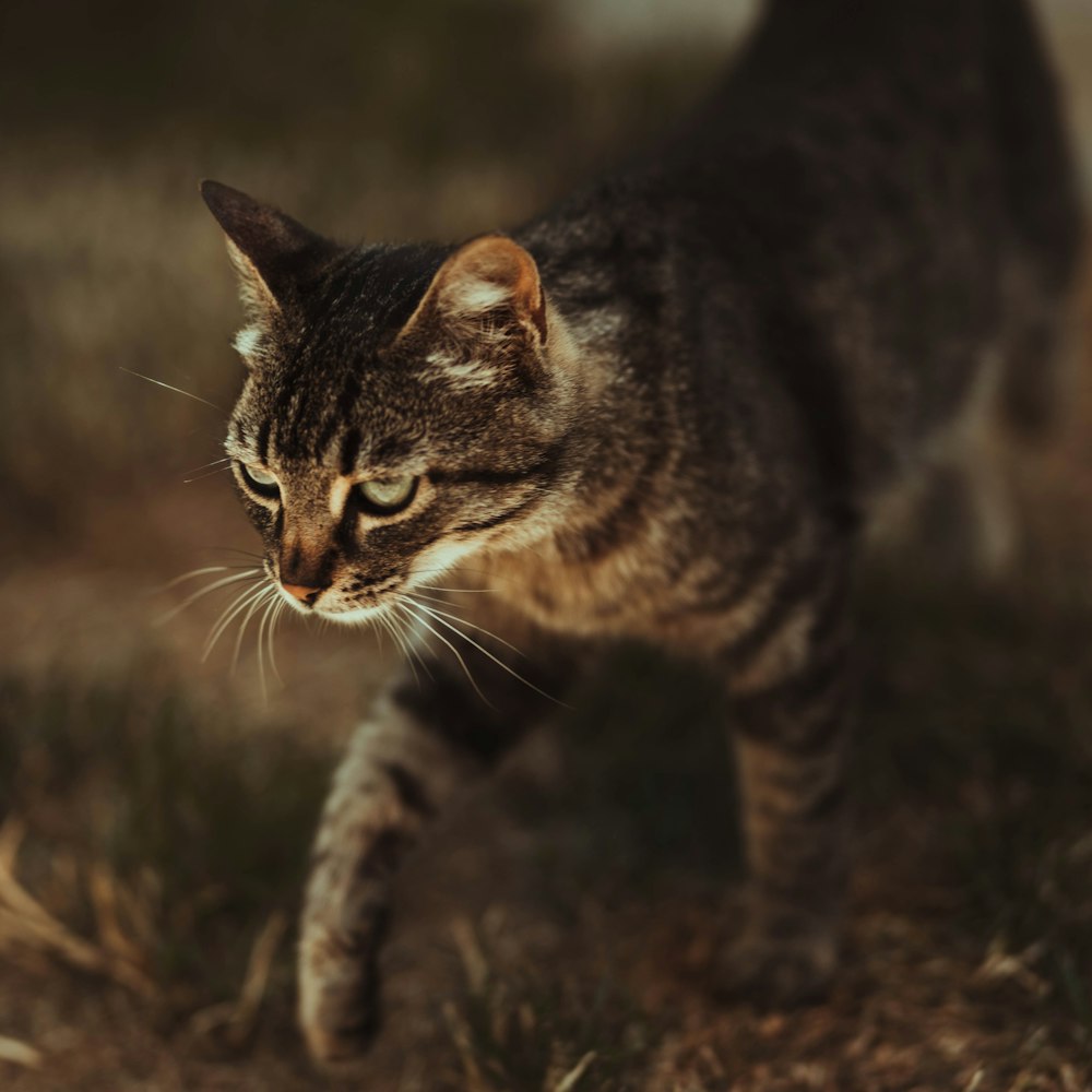 gato atigrado marrón en un campo de hierba marrón