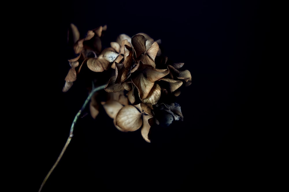 brown and white flower buds