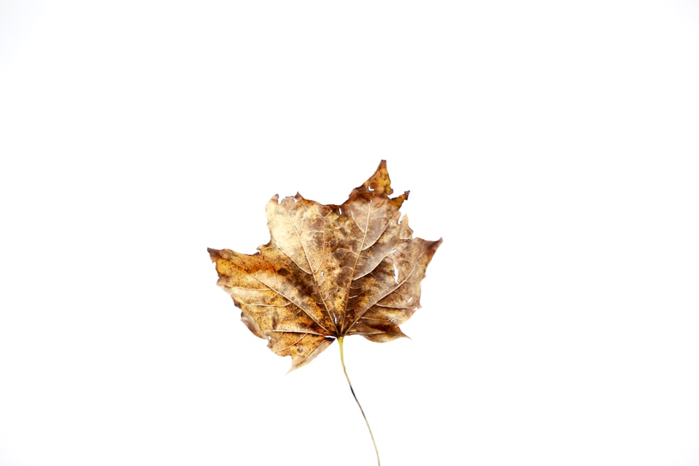 brown maple leaf on white background