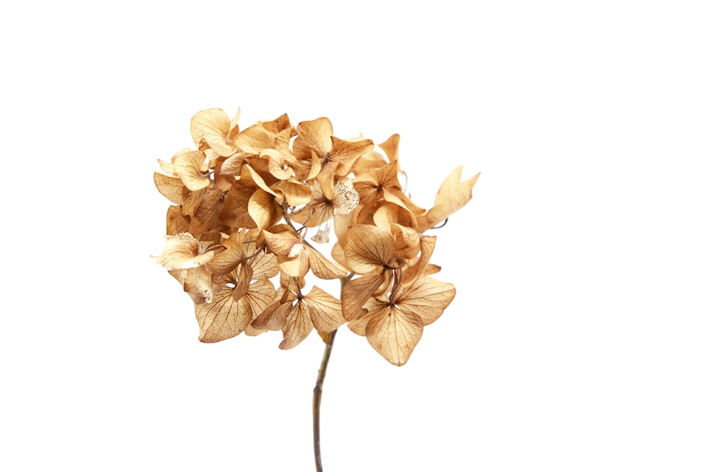 white and brown flower on white background