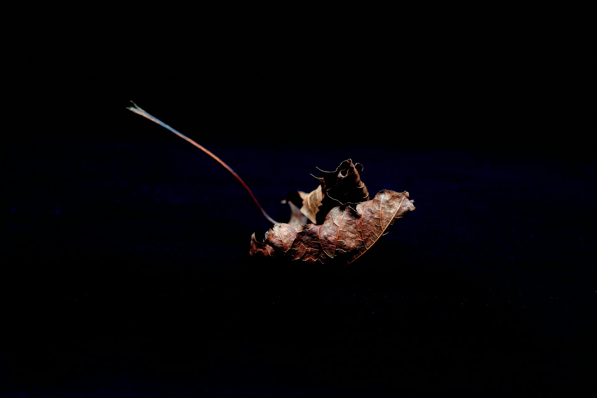 brown dried leaf on black background