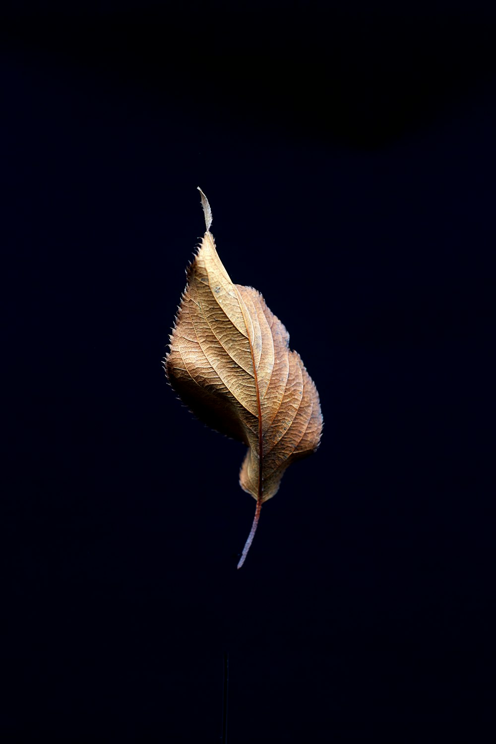 brown leaf on black background