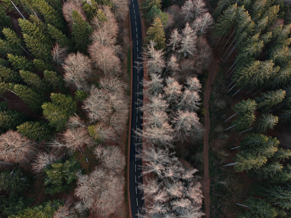 black and white road in the middle of trees