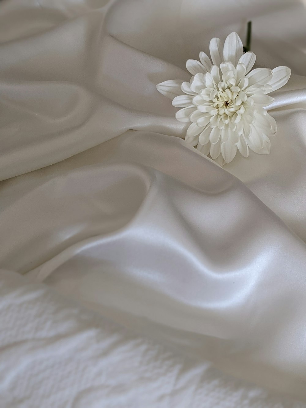 fleur blanche sur textile blanc