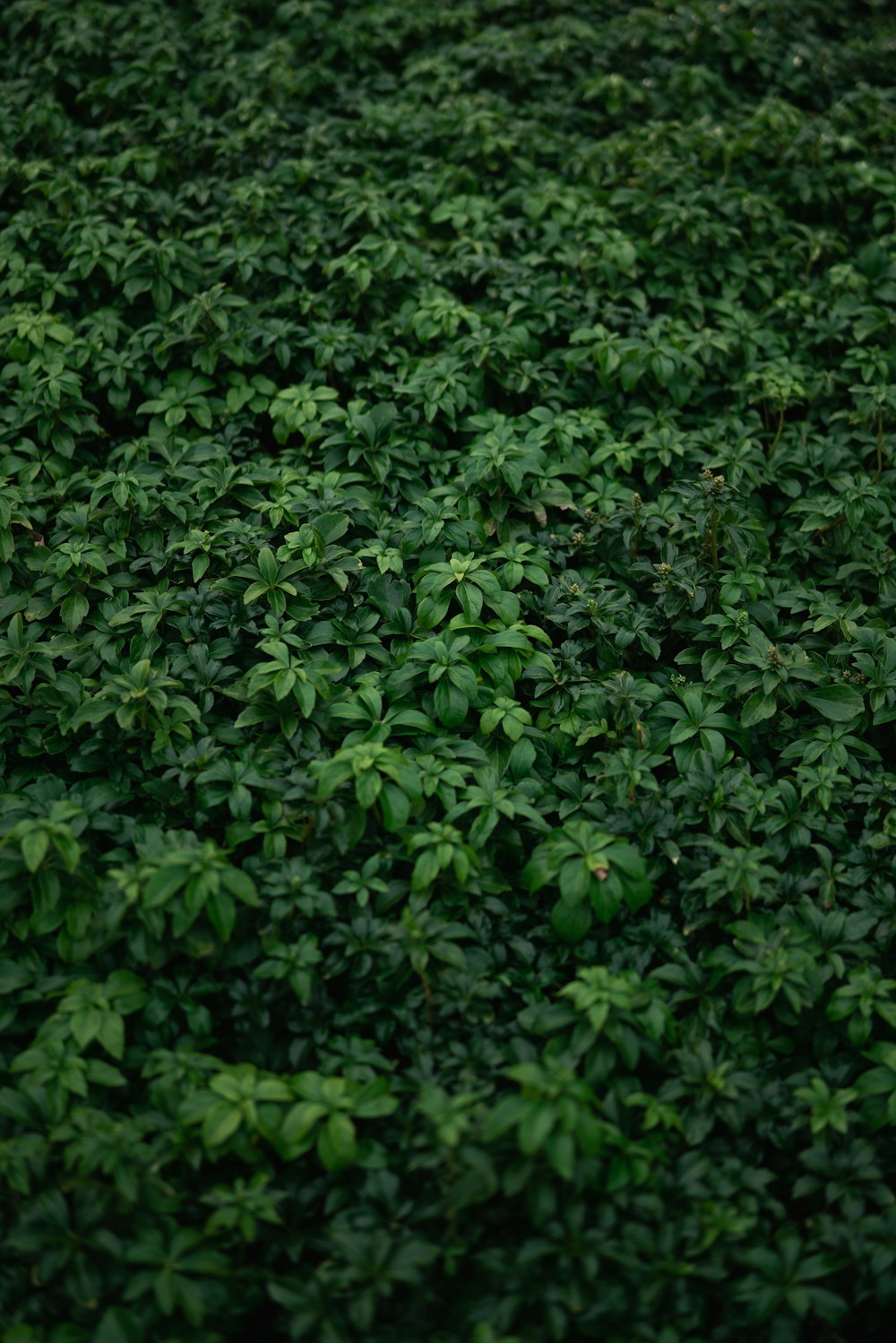 green leaves on brown soil