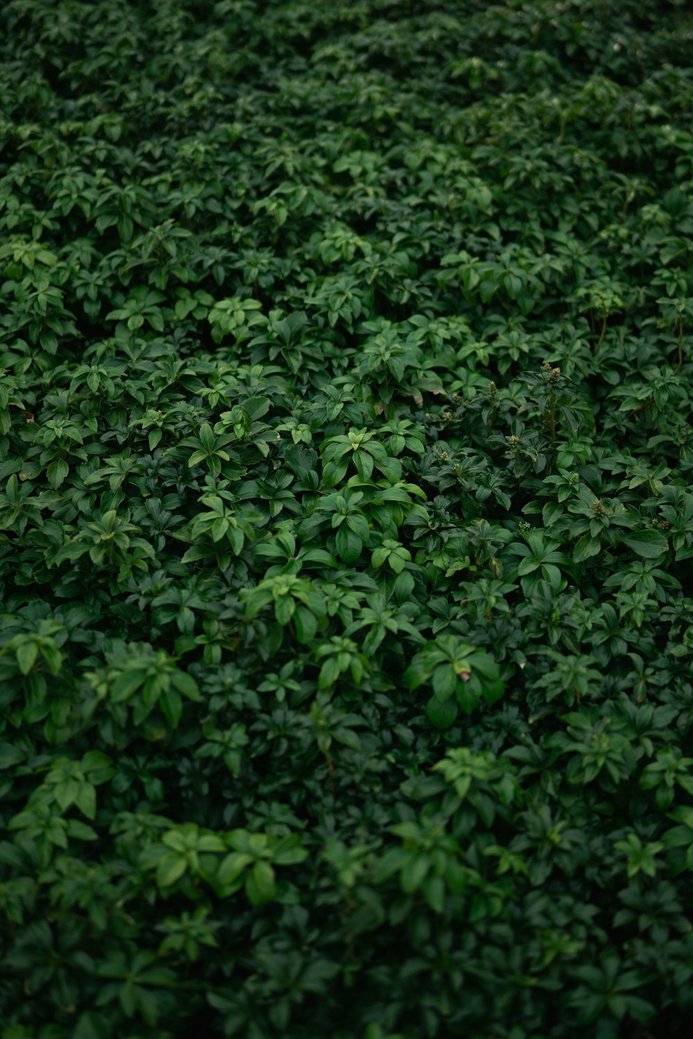 茶色の土に緑の葉