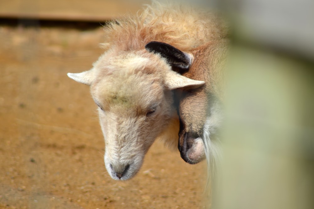 white and brown horse on brown soil during daytime