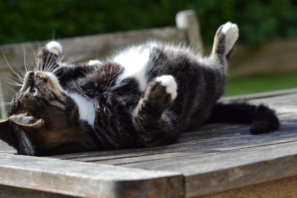 black and white cat lying on wooden plank