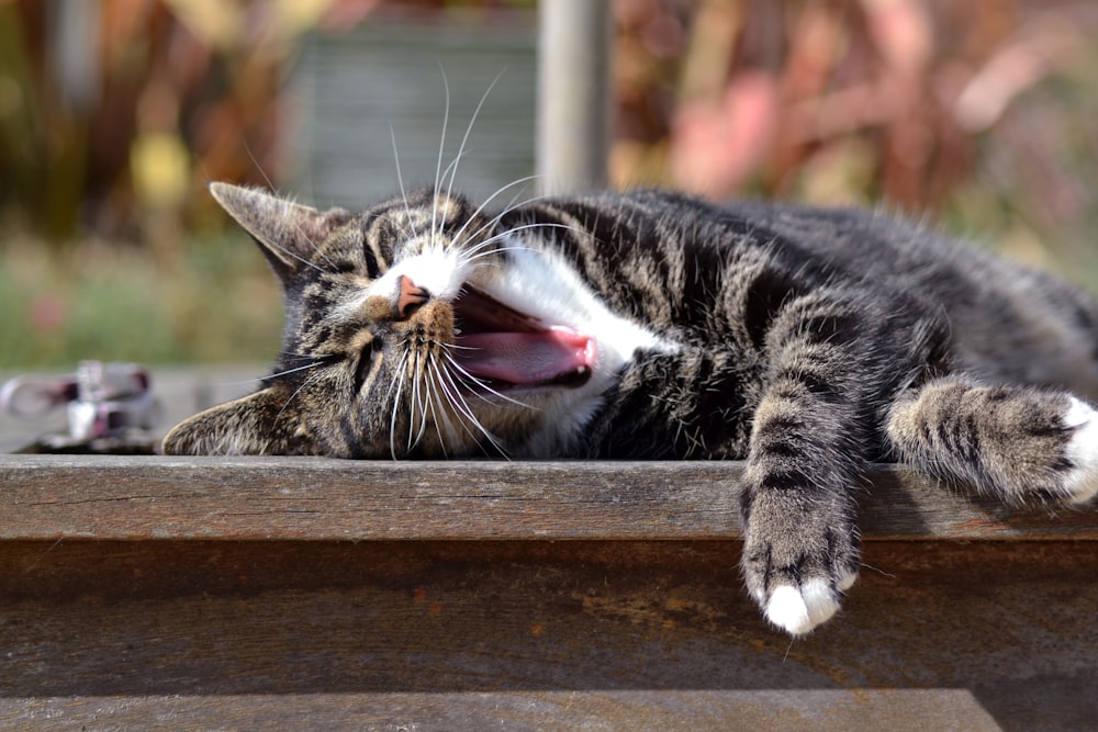 black and white tabby cat lying on brown wooden table