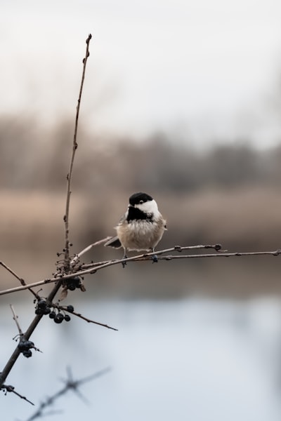 white and black bird on black tree branch