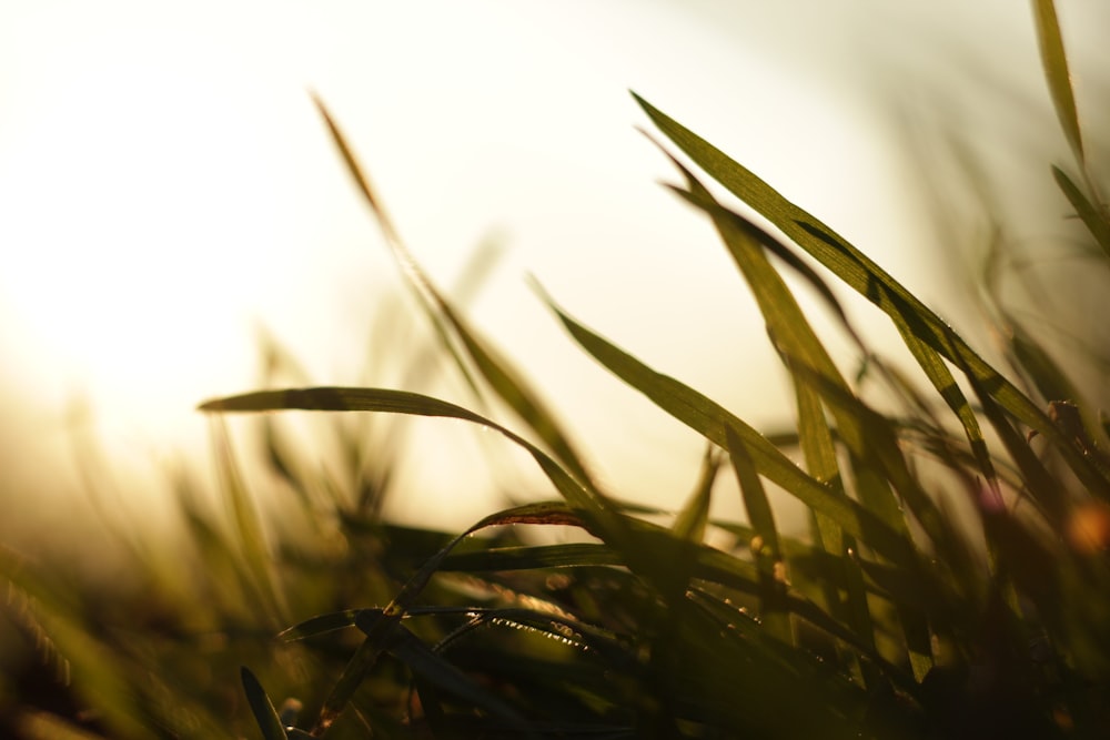 green grass in close up photography