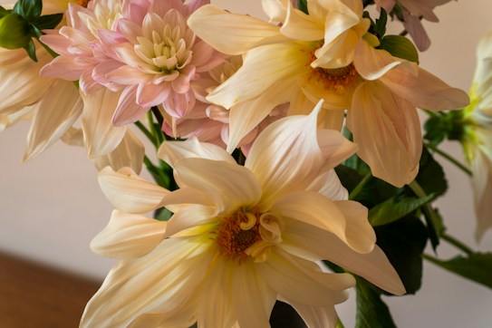 A close-up view of a bouquet featuring large, blooming dahlias in soft shades of pink and cream. The petals are delicately layered, and the centers of the flowers are vibrant with a hint of yellow. The background is softly blurred, highlighting the intricate details of the flowers.