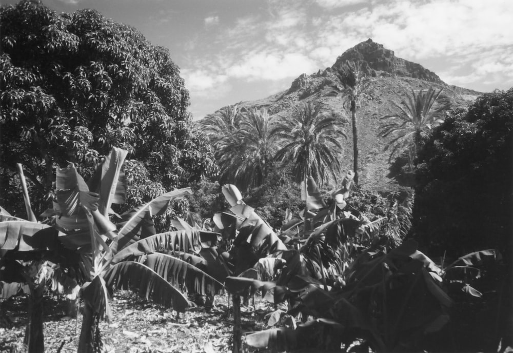 grayscale photo of man sitting on rock near trees