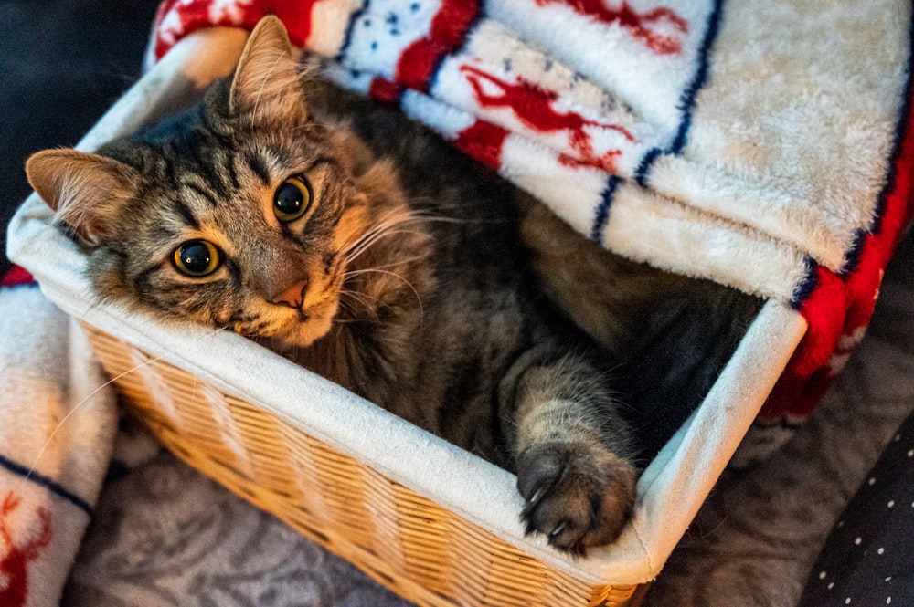 brown tabby cat in brown woven basket