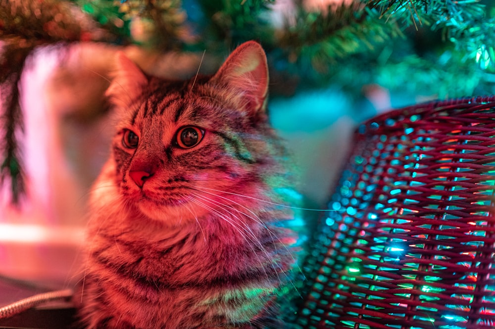 brown tabby cat on green metal frame